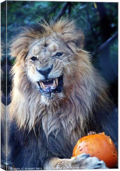 A lion with its mouth open Canvas Print by Graham Parry