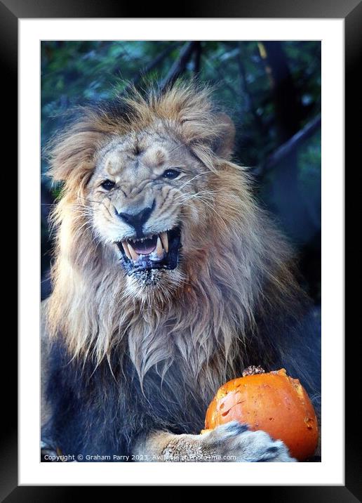 A lion with its mouth open Framed Mounted Print by Graham Parry