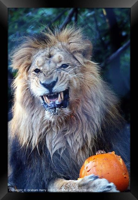 A lion with its mouth open Framed Print by Graham Parry