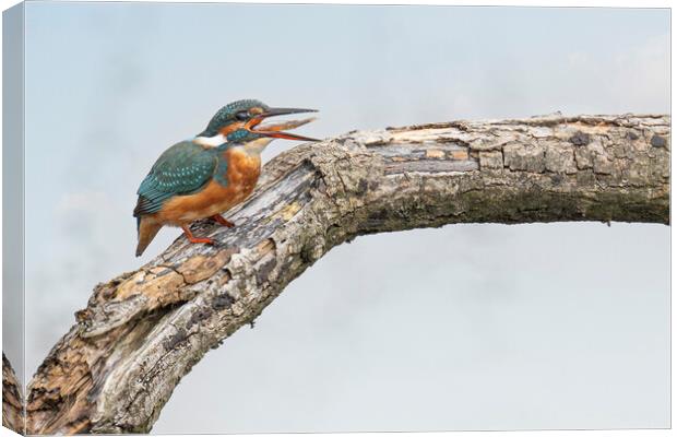 kingfisher with a fish Canvas Print by kathy white