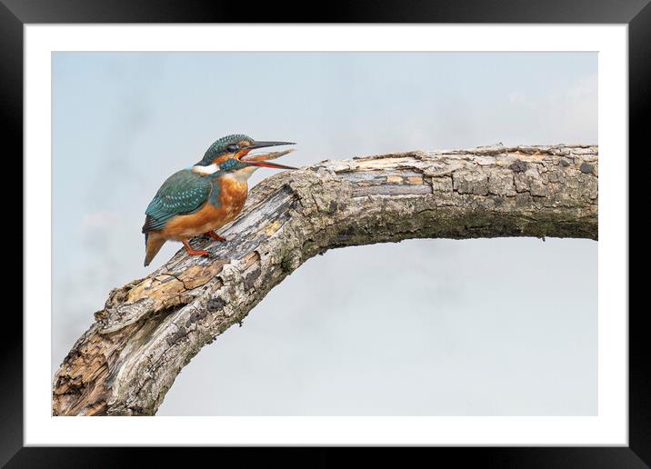kingfisher with a fish Framed Mounted Print by kathy white