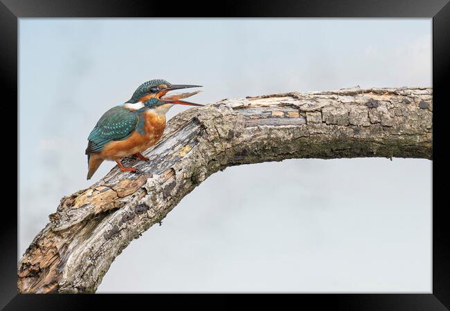 kingfisher with a fish Framed Print by kathy white
