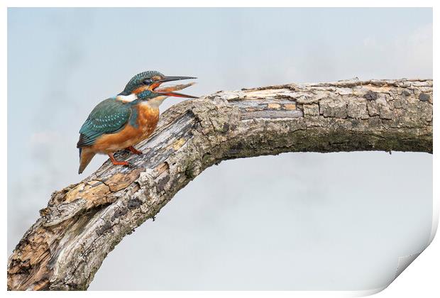 kingfisher with a fish Print by kathy white