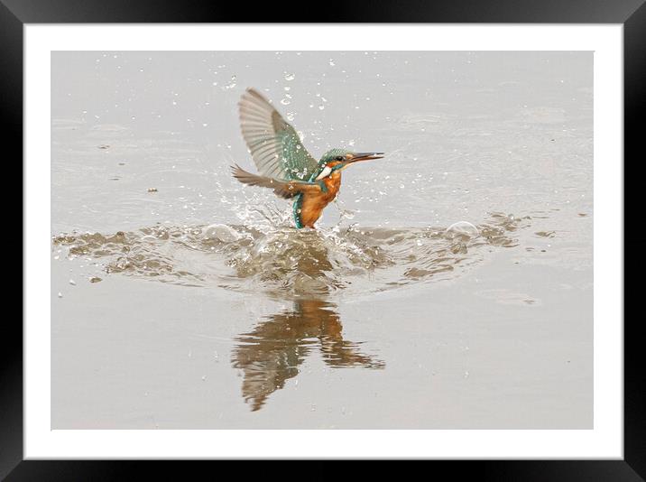 kingfisher Framed Mounted Print by kathy white