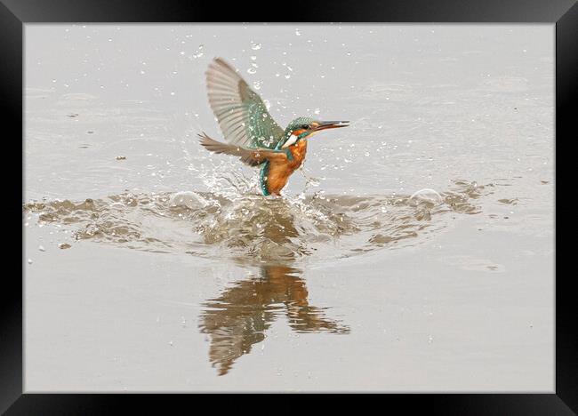 kingfisher Framed Print by kathy white