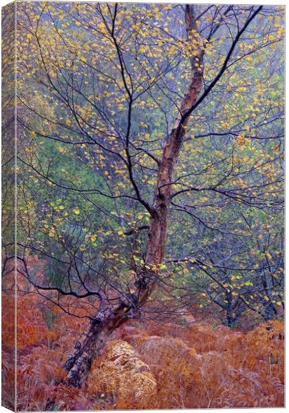 Autumn Birch Canvas Print by Macrae Images