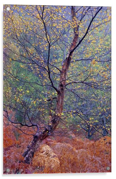 Autumn Birch Acrylic by Macrae Images