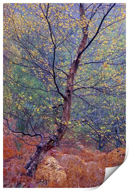 Autumn Birch Print by Macrae Images
