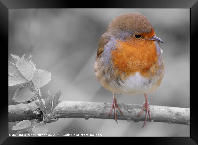 robin red breast Framed Print by Elouera Photography