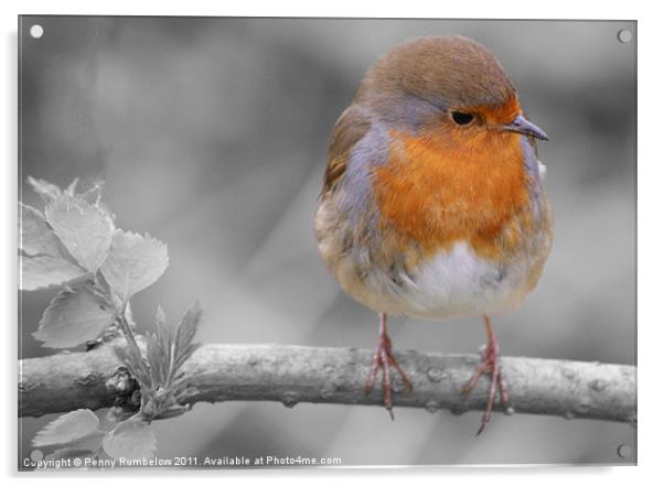 robin red breast Acrylic by Elouera Photography