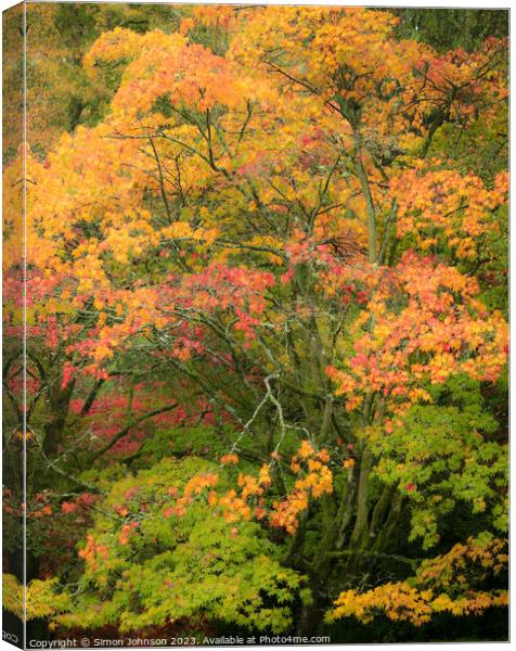Autumn acer trees Canvas Print by Simon Johnson
