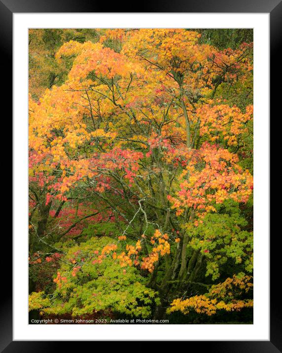 Autumn acer trees Framed Mounted Print by Simon Johnson