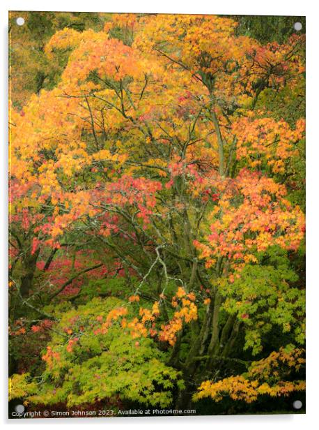 Autumn acer trees Acrylic by Simon Johnson