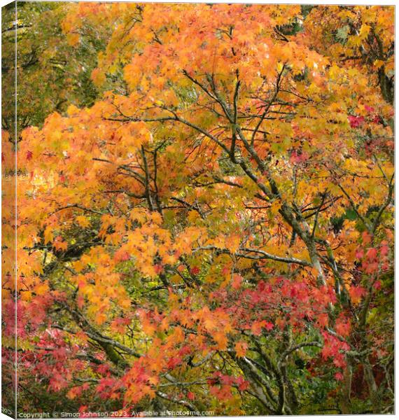 Acer autumn Leaves  Canvas Print by Simon Johnson