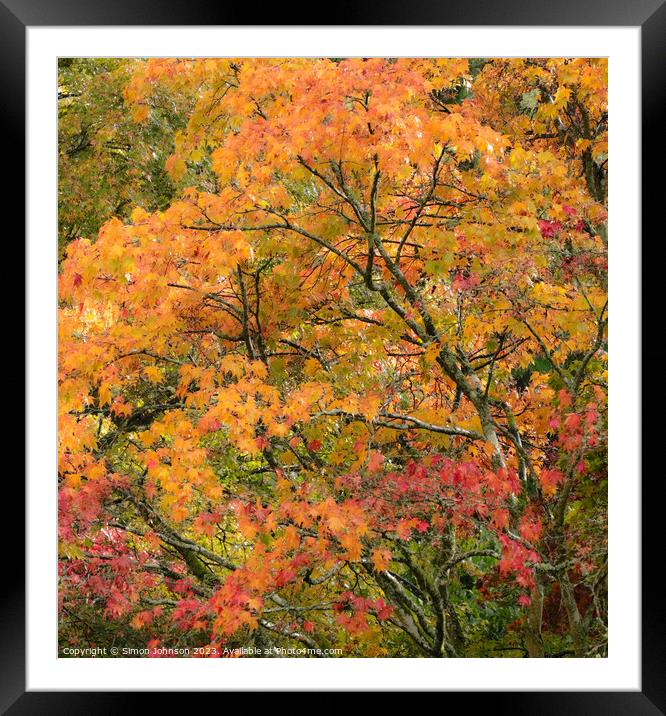 Acer autumn Leaves  Framed Mounted Print by Simon Johnson