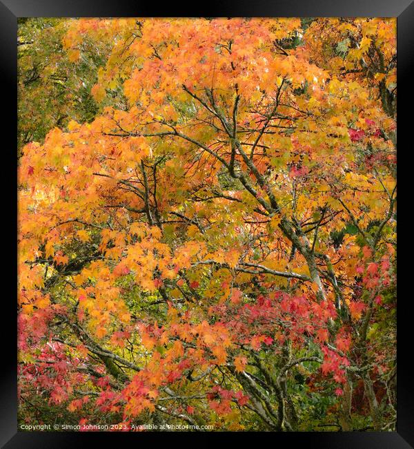 Acer autumn Leaves  Framed Print by Simon Johnson