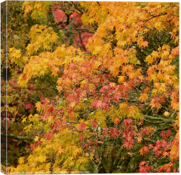 Acer autumn leaves  Canvas Print by Simon Johnson