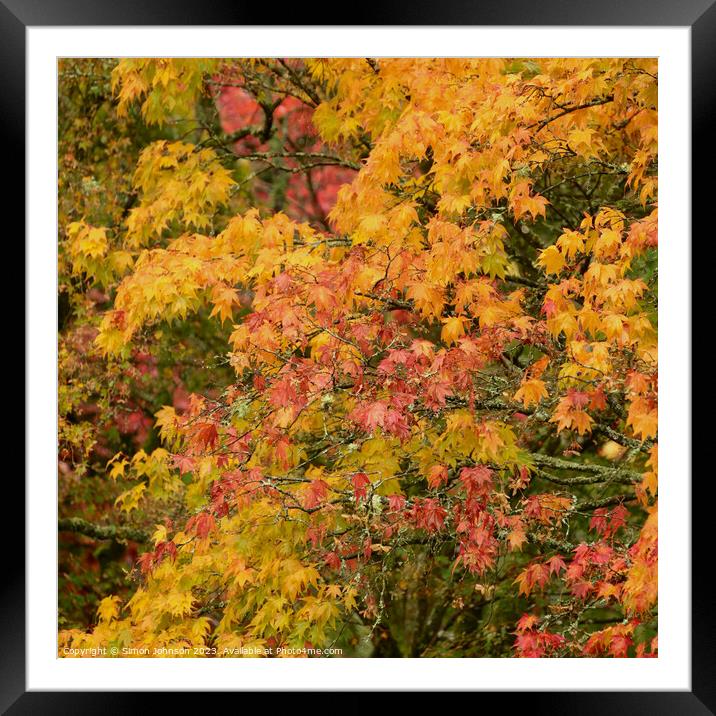 Acer autumn leaves  Framed Mounted Print by Simon Johnson