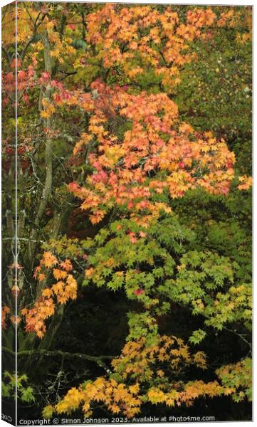 Autumnal Acer leaves  Canvas Print by Simon Johnson