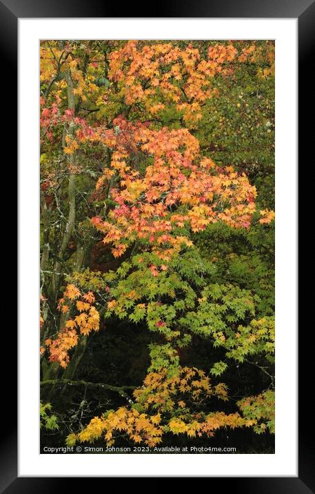 Autumnal Acer leaves  Framed Mounted Print by Simon Johnson