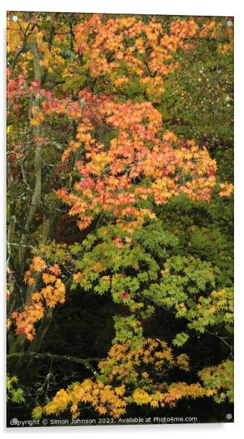 Autumnal Acer leaves  Acrylic by Simon Johnson