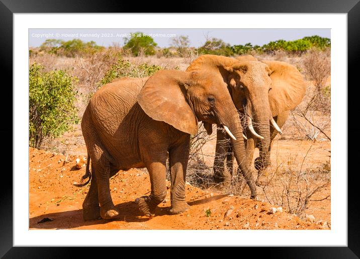 Two youg African Elephants Framed Mounted Print by Howard Kennedy