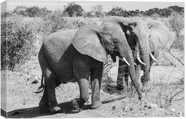Two youg African Elephants in black and white Canvas Print by Howard Kennedy