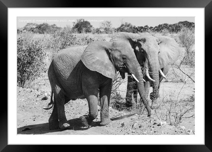 Two youg African Elephants in black and white Framed Mounted Print by Howard Kennedy