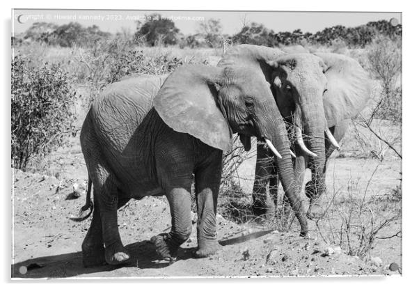 Two youg African Elephants in black and white Acrylic by Howard Kennedy