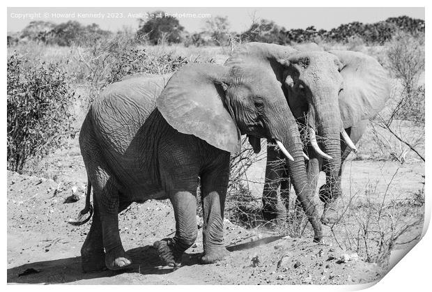 Two youg African Elephants in black and white Print by Howard Kennedy