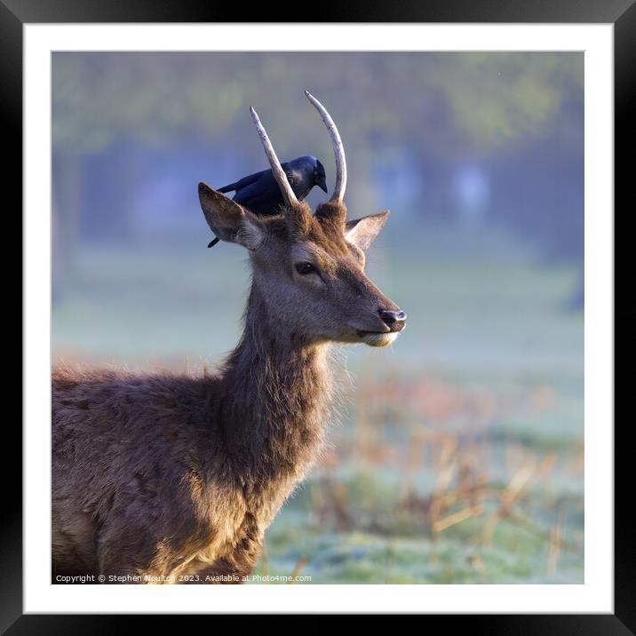A little bird told me... The Red Deer and Jackdaw Framed Mounted Print by Stephen Noulton