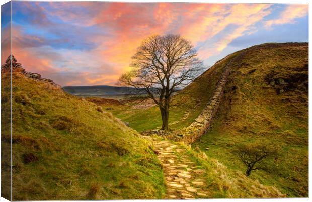 Sycamore Gap Canvas Print by Alison Chambers