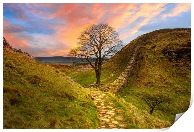 Sycamore Gap Print by Alison Chambers