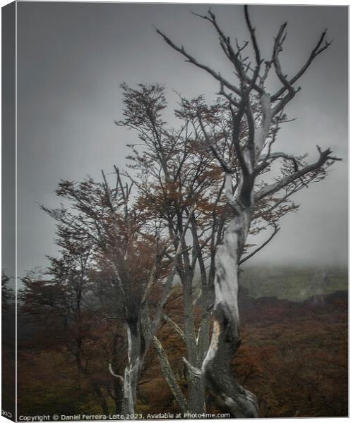 Nature's Resilience: Tierra del Fuego Forest, Argentina Canvas Print by Daniel Ferreira-Leite