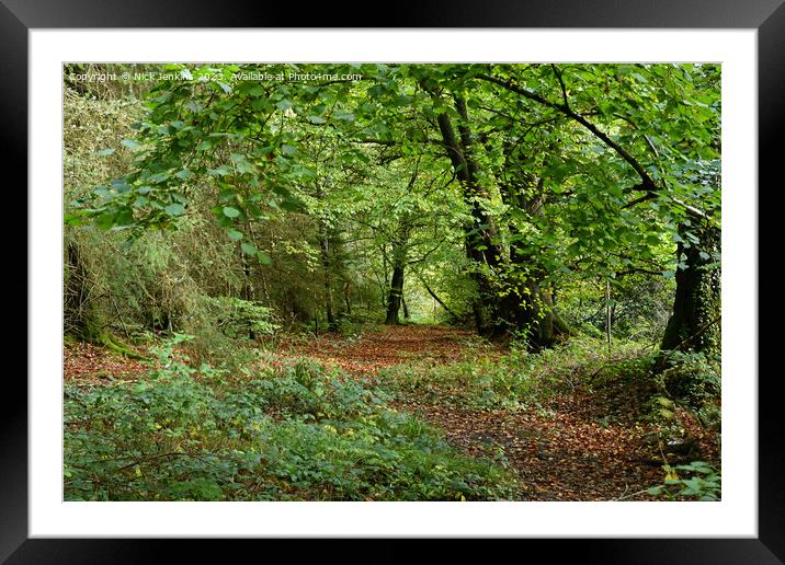 Hensol Forest Vale of Glamorgan  Framed Mounted Print by Nick Jenkins