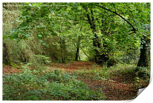 Hensol Forest Vale of Glamorgan  Print by Nick Jenkins