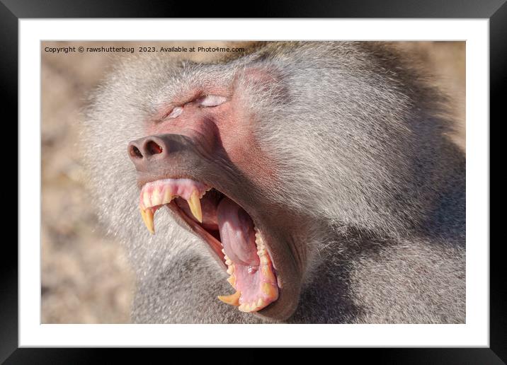 Power Unleashed - Male Baboon's Impressive Teeth Framed Mounted Print by rawshutterbug 