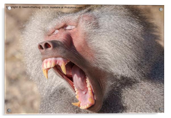 Power Unleashed - Male Baboon's Impressive Teeth Acrylic by rawshutterbug 