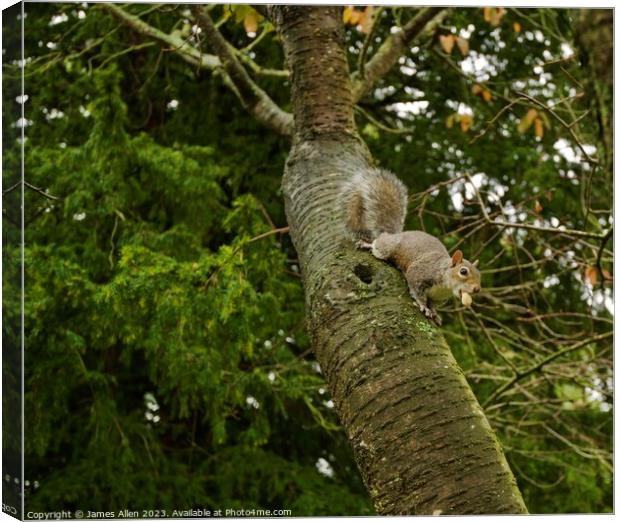 Grey Squirrel Eating Nuts In A Tree  Canvas Print by James Allen