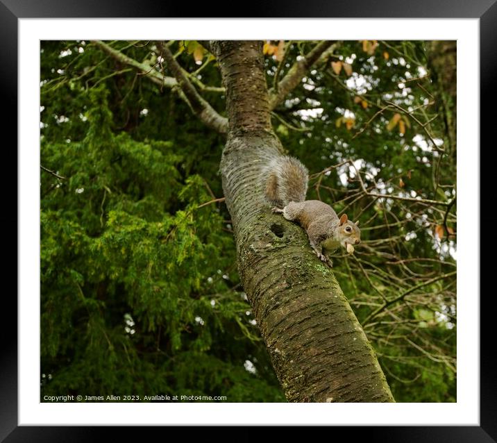 Grey Squirrel Eating Nuts In A Tree  Framed Mounted Print by James Allen