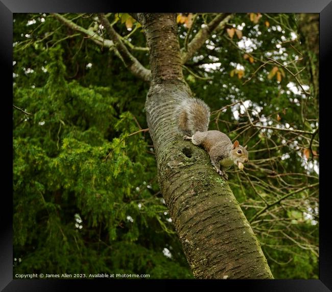 Grey Squirrel Eating Nuts In A Tree  Framed Print by James Allen