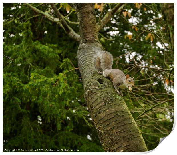 Grey Squirrel Eating Nuts In A Tree  Print by James Allen