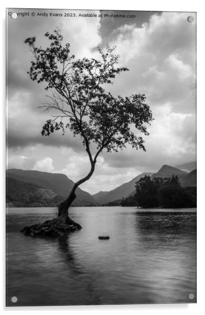 Llyn Pardarn Lone Tree Acrylic by Andy Evans