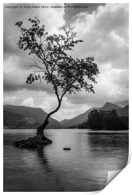 Llyn Pardarn Lone Tree Print by Andy Evans