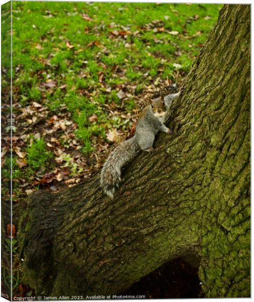 Grey Squirrel In a Tree  Canvas Print by James Allen