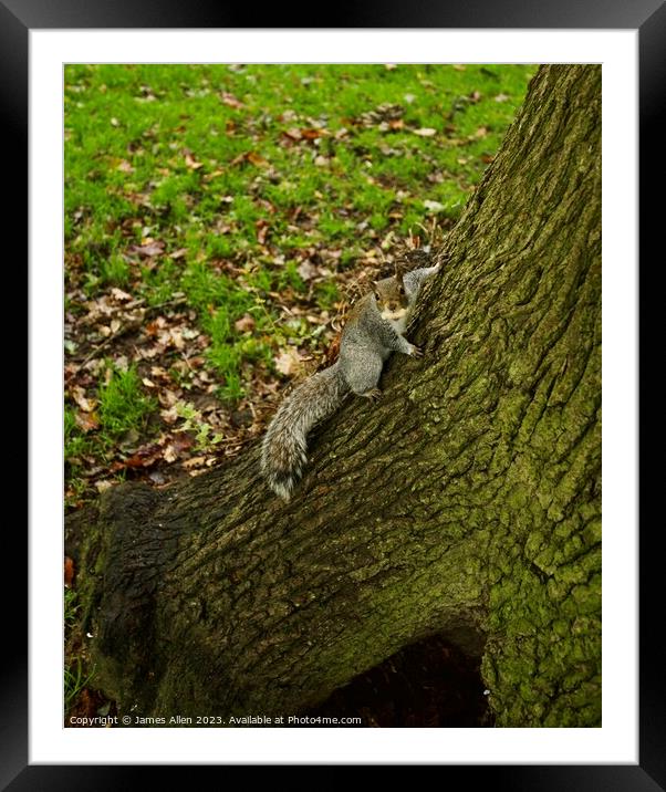Grey Squirrel In a Tree  Framed Mounted Print by James Allen