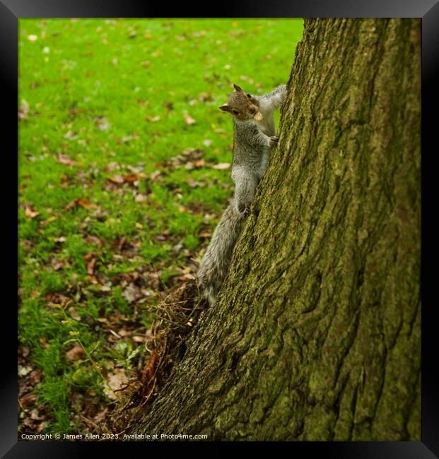 Grey Squirrel  Framed Print by James Allen