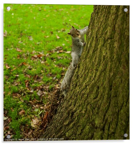 Grey Squirrel  Acrylic by James Allen