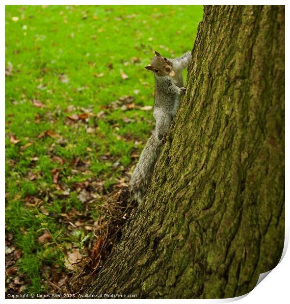 Grey Squirrel  Print by James Allen
