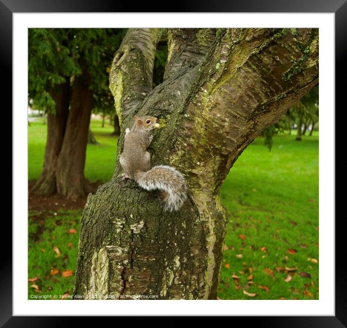 Grey Squirrel   Framed Mounted Print by James Allen